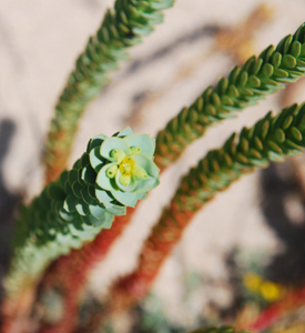 Morganheira-das-praias